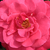 Rose - Rosiers floribunda - Dauphine